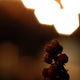 Illustration for article titled Shooting Challenge: Bokeh, Gallery 1